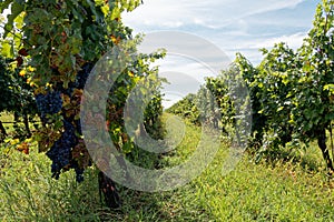 The hilly vineyards from Banska Cosa to Baranja, Croatia