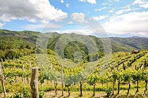 Hilly vineyards with red wine grapes in early summer in Italy