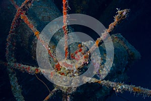 Hilma shipwreck, Bonaire