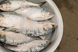 hilsa fish displayed on a silver color dish for sell in rode side fish market