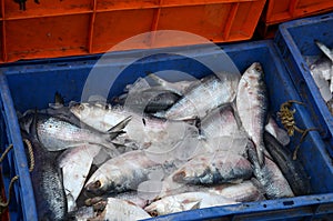 Hilsa Fish photo