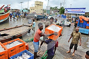 Hilsa Fish