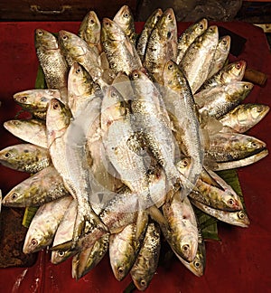 Hilsa is the national fish of Bangladesh