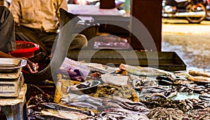 Hilsa rohu katla lobster prawn and various types of fishes displayed in indian fish market at Kolkata.