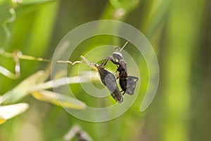 Himacerus mirmicoides