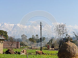 Himachal Fields Near Dhauladhar mountains range  covered with snow