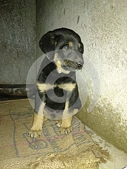 Himachal Pradesh best dog breed
