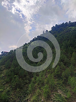 Himachal Pradesh heel height village palnts