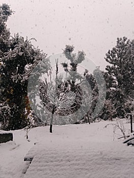 Himachal Pradesh snow all tree cover in white snow