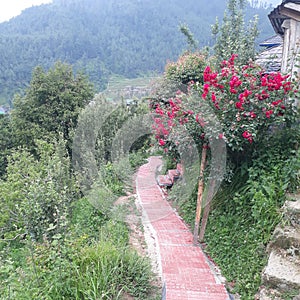 Himachali footpaths, village, janjehli beauty