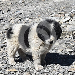 Himachali Gaddi puppy black and white in color