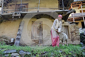 Himachali lady with her sheep.