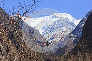 Himalaya Annapurna mountain with pink flowers, Annapurna basecamp, Nepal