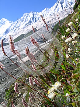 Himalaya flower