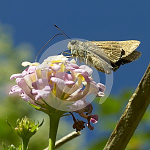 Himalaya Swift butterfly