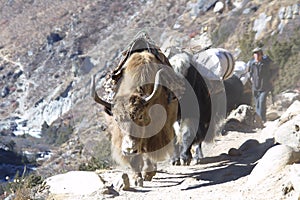 Himalaya Yak - Nepal