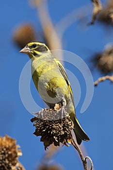 Himalayagroenling, Yellow-breasted Greenfinch, Chloris spinoides