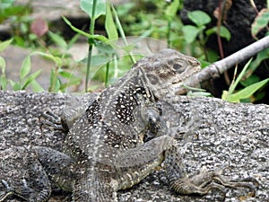 Himalayan Agama Sunbathing in Nepal