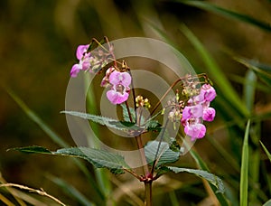 Himalayan Balsam