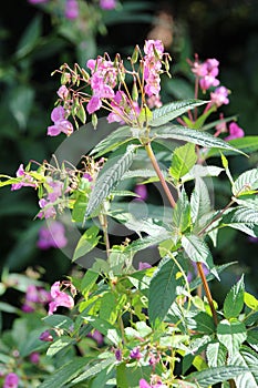 Himalayan Balsam