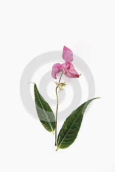 Himalayan Balsam flower (Impatiens glandulifera) photo