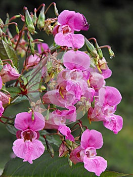 Himalayan Balsam flowers