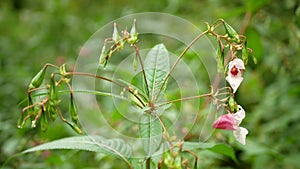 Himalayan balsam invasive Impatiens glandulifera bloom flower blossom detail, expansive species dangerous plant Asia