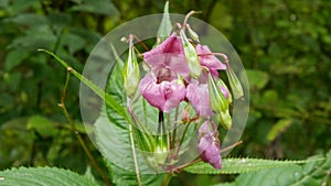 Himalayan balsam invasive Impatiens glandulifera bloom flower blossom detail, expansive species dangerous plants Asia