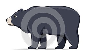 Himalayan bear animal standing on a white background