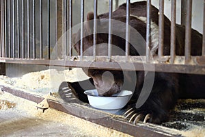 The Himalayan bear with a bowl in a cage with wood photo