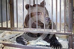 The Himalayan bear in a cage with wood photo