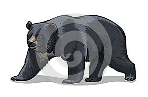 Himalayan bear isolated in cartoon style. Educational zoology illustration, coloring book picture