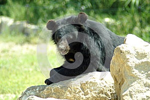 The Himalayan bear rests on the rocks.