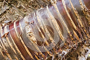 Himalayan Birch Bark Cherry tree close up