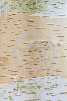 Himalayan birch tree bark background