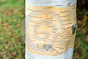 Himalayan birch trunk (Betula utilis var. jaccquemontiithe)