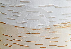 Himalayan birch trunk (Betula utilis var. jaccquemontiithe)