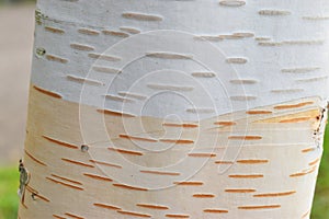 Himalayan birch trunk (Betula utilis var. jaccquemontiithe)
