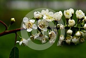 Himalayan Bird Cherry, Prunus cornuta