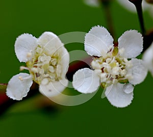 Himalayan Bird Cherry, Prunus cornuta