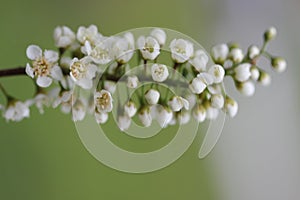 Himalayan Bird Cherry, Prunus cornuta