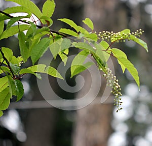 Himalayan Bird Cherry, Prunus cornuta