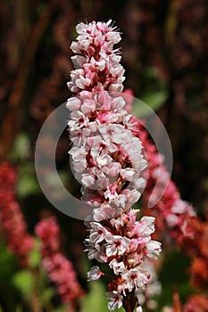 `Himalayan Bistort` flower - Polygonum Affine