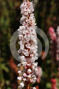 `Himalayan Bistort` flower - Polygonum Affine