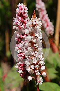 `Himalayan Bistort` flower - Polygonum Affine