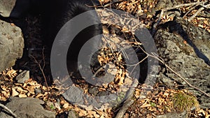 Himalayan black bear is looking for something in leaves in Safari Park. Russia