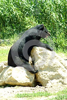 The Himalayan black bear sits at a stone table or desk