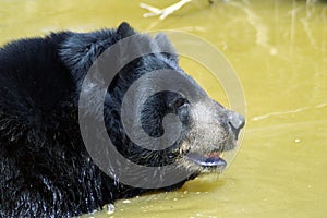 Himalayan black bear takes a bath in the yellow water