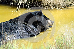 Himalayan black bear in the water.