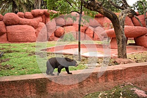 Himalayan Black Bear in Zoo Park Stock Photograph Image